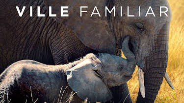 05:40: Ville familiar: Delfin | NRK 3 | 5/29 2026