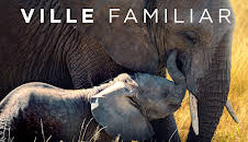 Ville familiar: Delfin
