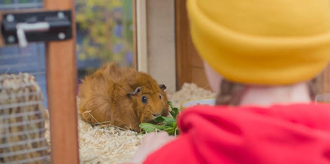 8:50 AM: Olga da Polga (S2) | Cbeebies | 12/30 2025