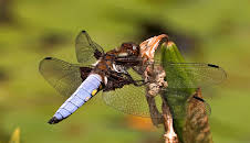 Libellen - Die Himmelsjäger