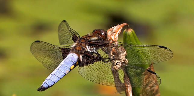 02:00: Libellen - Die Himmelsjäger | 3SAT | 3/17 2026