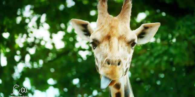 17:10: Seelöwe & Co. - tierisch beliebt (12) | NDR Fernsehen | 1/16 2026