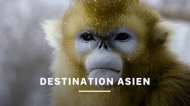 20:05: Destination Asien | Kunskapskanalen | 5/31 2026