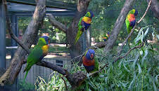 Elefant, Tiger & Co. (251)