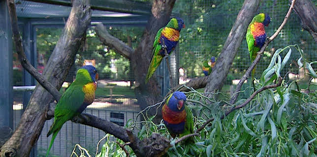 14:25: Elefant, Tiger & Co. (251) | MDR Fernsehen | 2/12 2026