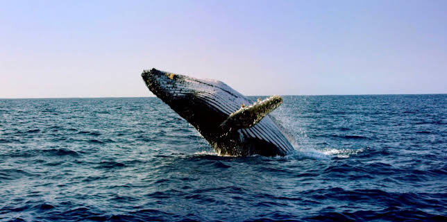 15:10: Mythos Wal | 3SAT | 11/9 2025