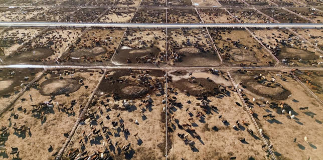 09:15: USA extrem: Das große Geschäft der XXL-Farmen | ZDFinfo | 1/18 2026