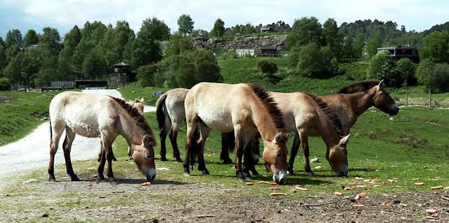 7:00 PM: Vets: Gach Creutair Beo (S8 E8) (S8) | BBC Alba | 2/26 2026