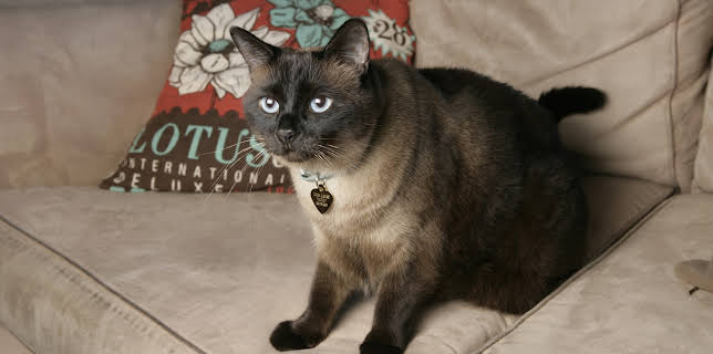 16:00: My Cat From Hell (S2 E6) (S2) | Animal Planet | 12/31 2025