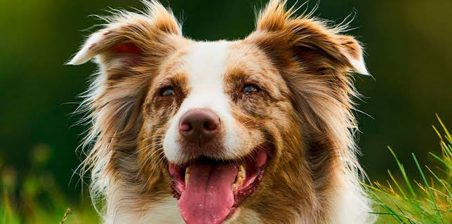 20:15: Tiere in den Flegeljahren | RBB Fernsehen | 3/15 2026