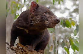 Secret Life of the Tasmanian Devil: Meet the Devils