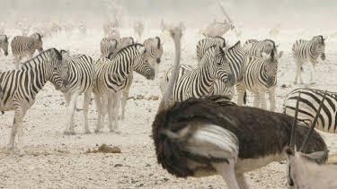 11:50: Abenteuer Wildnis | BR Fernsehen | 5/29 2026