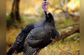 Wild Photo Adventures: Shooting DSLR Videos