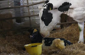 The Farmers Country Showdown: Episode 1