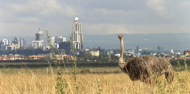 07:01: Kenia: Kein Platz für wilde Tiere | 3SAT | 11/23 2025