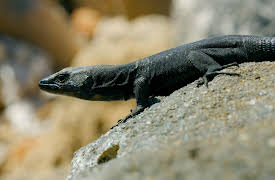 Destination Wild Mediterranean: Untamed Coasts