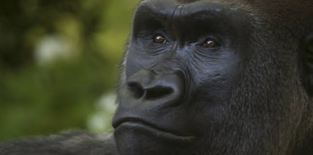 06:50: The Bronx Zoo (S2 E5) (S2) | Animal Planet | 11/17 2025