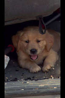 22:25: El increíble doctor Pol: Palos y piedras | Nat Geo Wild | 4/1 2026