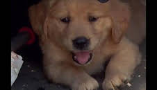 El increíble doctor Pol: Palos y piedras