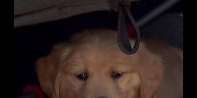 21:00: El increíble doctor Pol: Palos y piedras | Nat Geo Wild | 2/11 2026