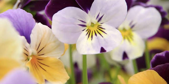 7:20 AM: The A to Z of TV Gardening | BBC Two | 11/16 2025