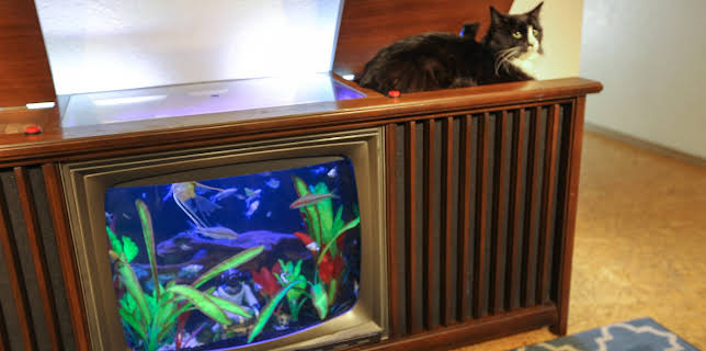 09:25: Akvariedesignerne (S4 E14) (S4) | Animal Planet | 2/16 2026