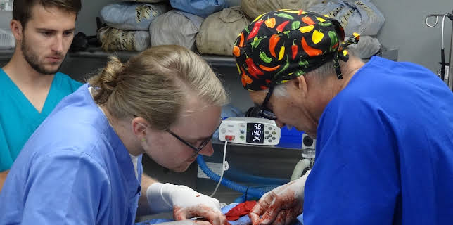 08:30: Dyrlegen i Rocky Mountain (S3 E1) (S3) | Animal Planet | 1/1 2026