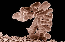 The Hidden Power of Microbes: The Cutting Edge of Microbe Research