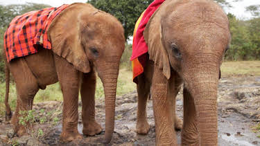 9:55 AM: This Wild Life | BBC Two | 7/25 2026
