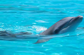 Nature of God: Season 1: Whales, Waves, and Ocean Wonders