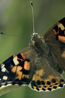 16:10: Paraísos salvajes: Sur de Asia | La Otra | 3/29 2026