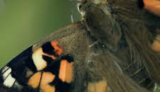 Paraísos salvajes: Rusia