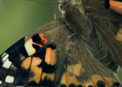 Paraísos salvajes: Rusia