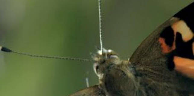 16:32: Paraísos salvajes: Rusia | La Otra | 12/23 2025