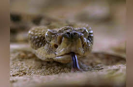 Venom Hunters Season 1: A Score To Settle