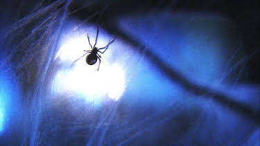 23:00: I'm Alive (S2 E8) (S2) | Animal Planet | 4/16 2026