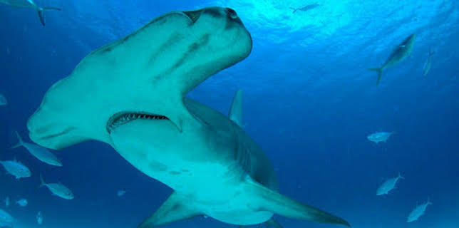 12:15: Hammerhaie hautnah | ProSieben Maxx | 12/24 2025