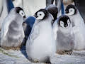 Eisbabys - Eine Kindheit in der Antarktis