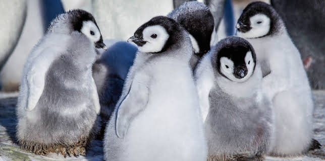 17:30: Eisbabys - Eine Kindheit in der Antarktis | 3SAT | 11/14 2025