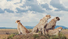 Sieben Kontinente - Ein Planet