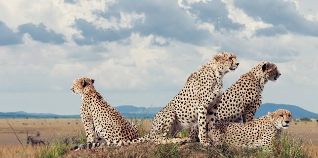 10:55: Sieben Kontinente - Ein Planet | ZDFneo | 11/1 2025