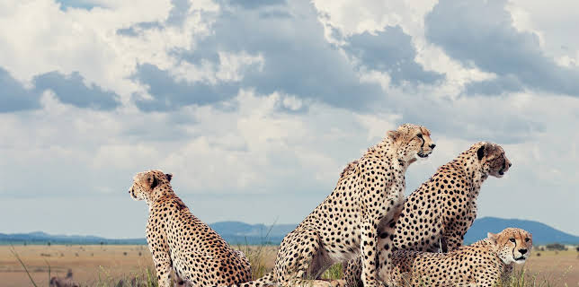 Sieben Kontinente - Ein Planet