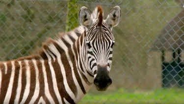 2:45 PM: Animal Park | BBC Two | 8/24 2026