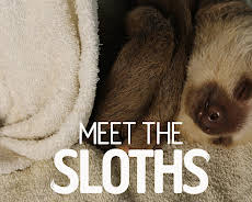 Meet The Sloths