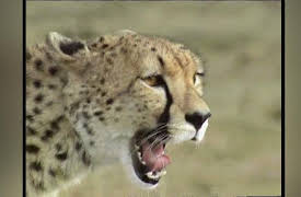 Big Cat Diary Series 1: Series 1 Update Special