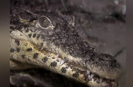 Animal Airport: Episode 8