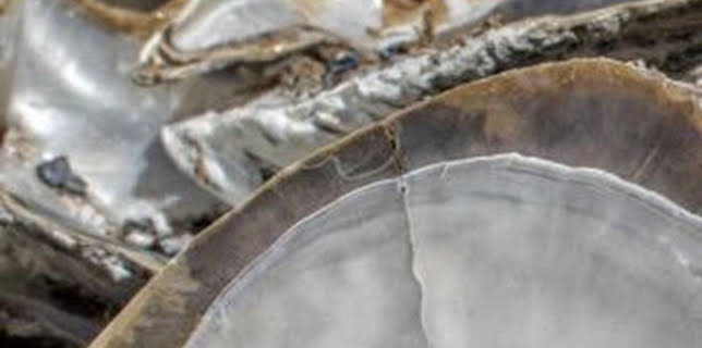 22:00: ¿Cómo lo hacen?: Buques Chinamax / Russian Standard / Orejas de mar | Discovery Max | 2/25 2026