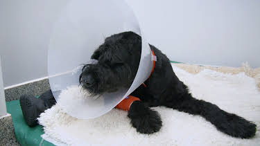 1:00 PM: The Supervet: Noel Fitzpatrick (S4 E12) (S4) | W | 7/19 2026