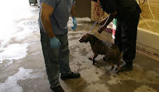 Animal Cops Miami (S16 E7)