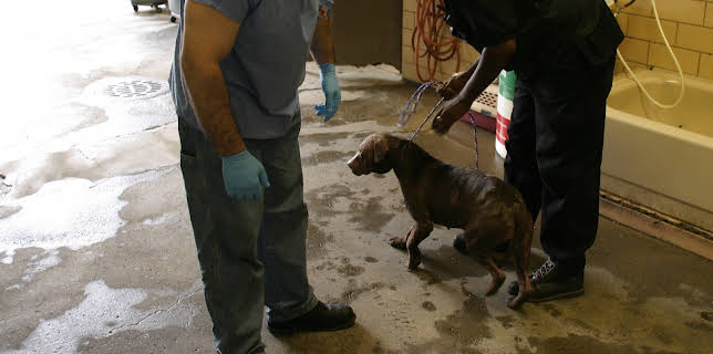 02:15: Animal Cops Miami (S16 E7) (S16) | Animal Planet | 12/3 2025